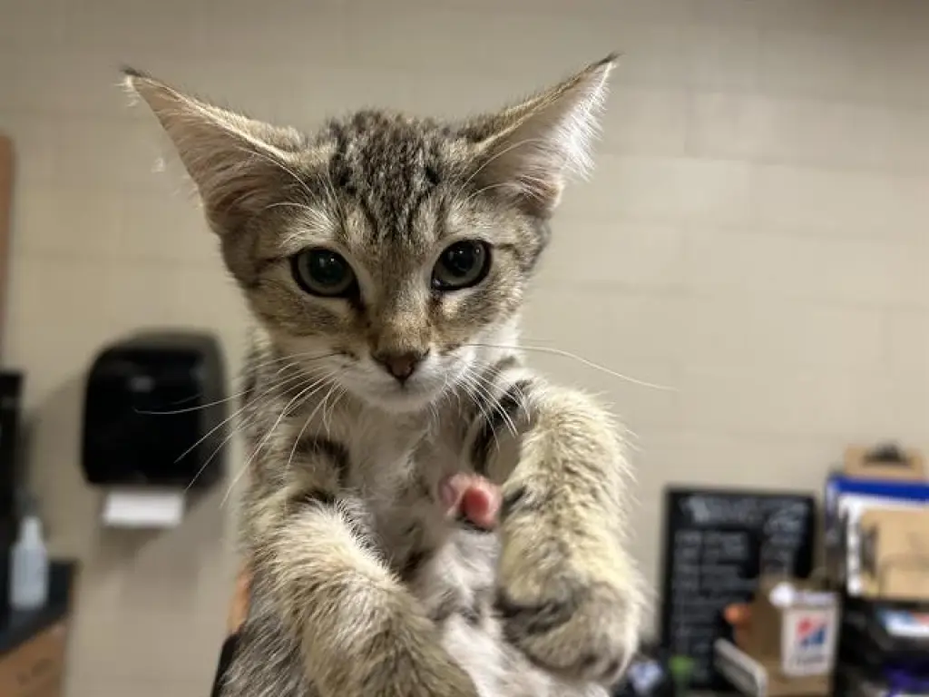 *MOUSE