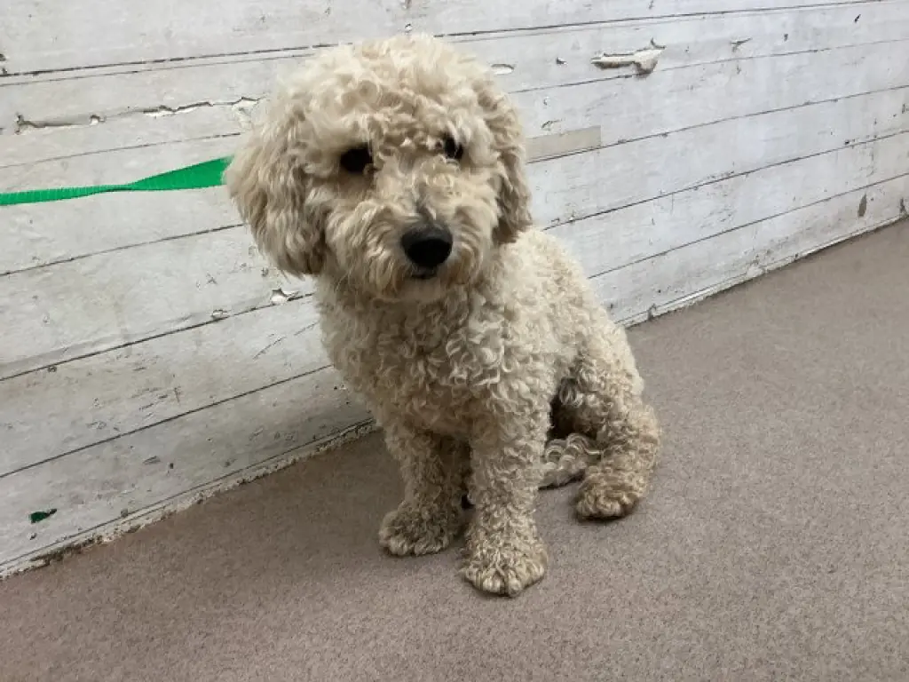 LEO