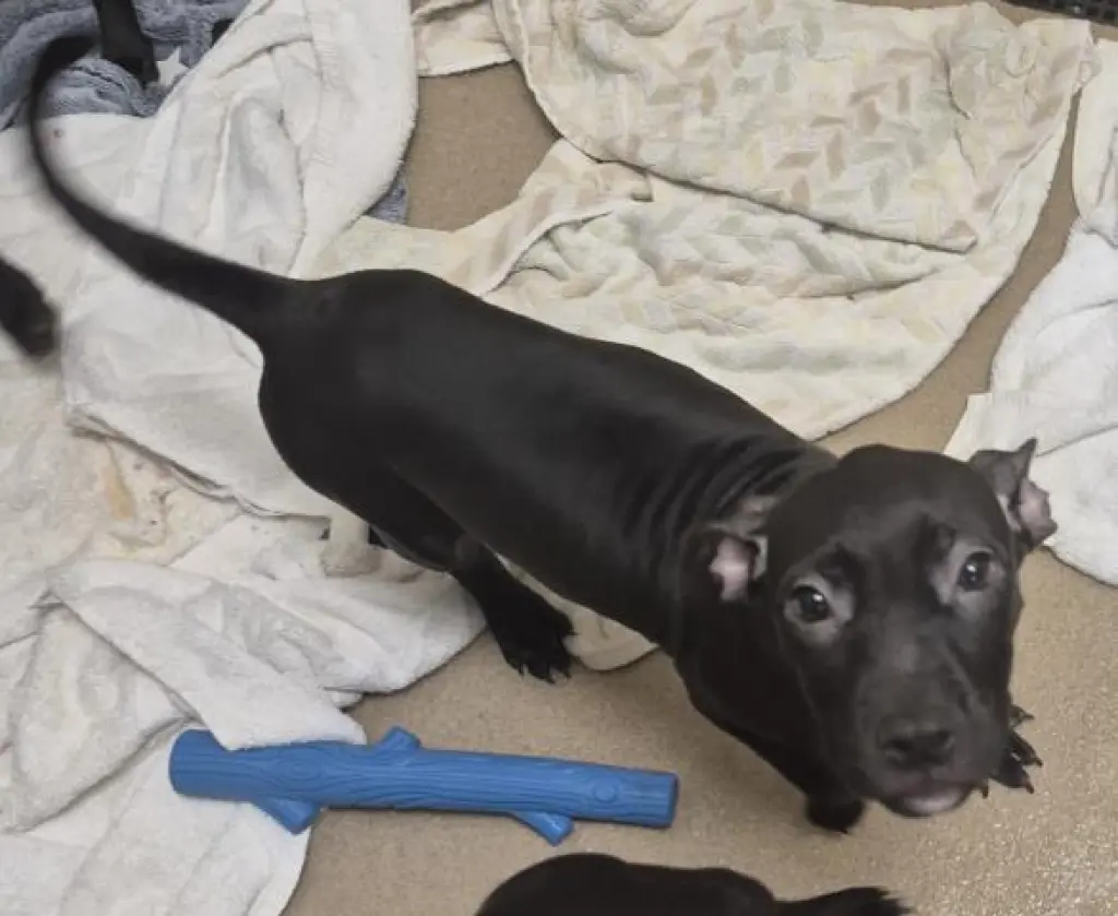 LULU
