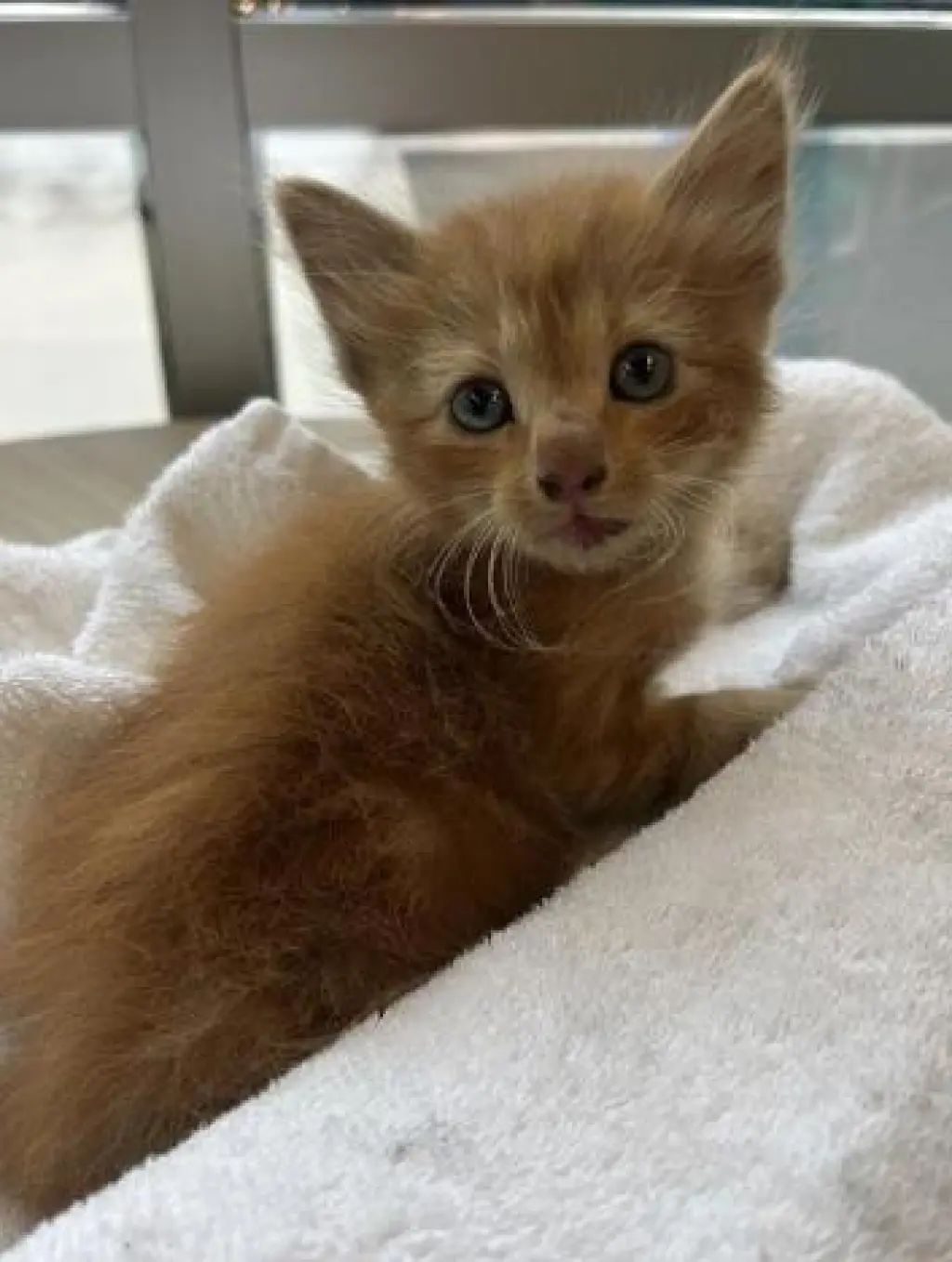 CHEETO