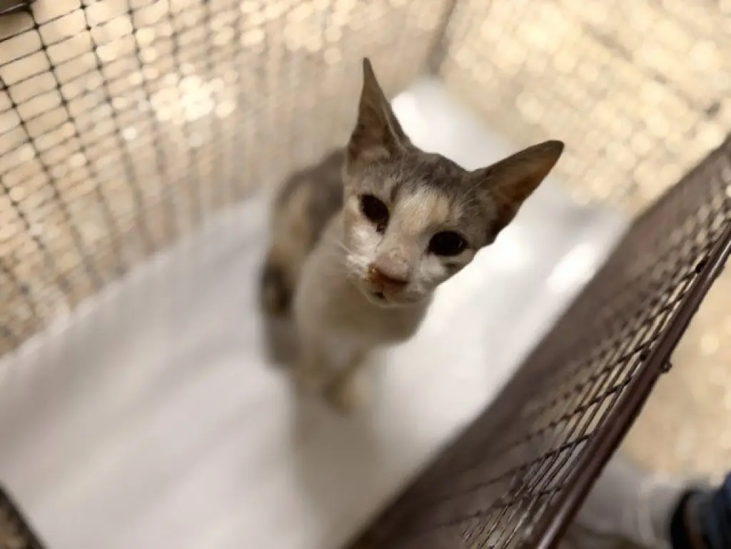 DINA