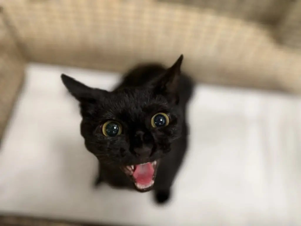KAYDA