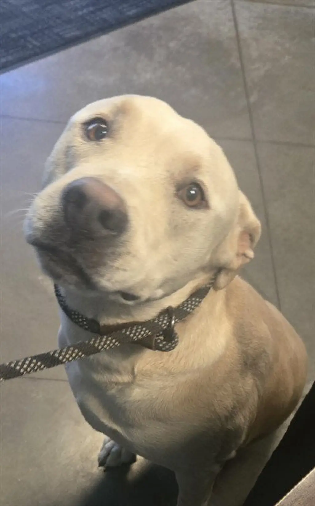 SAMMY