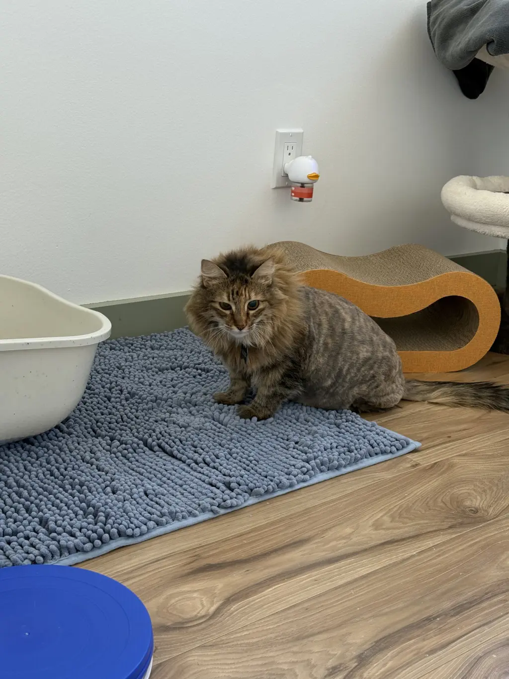 Sadie