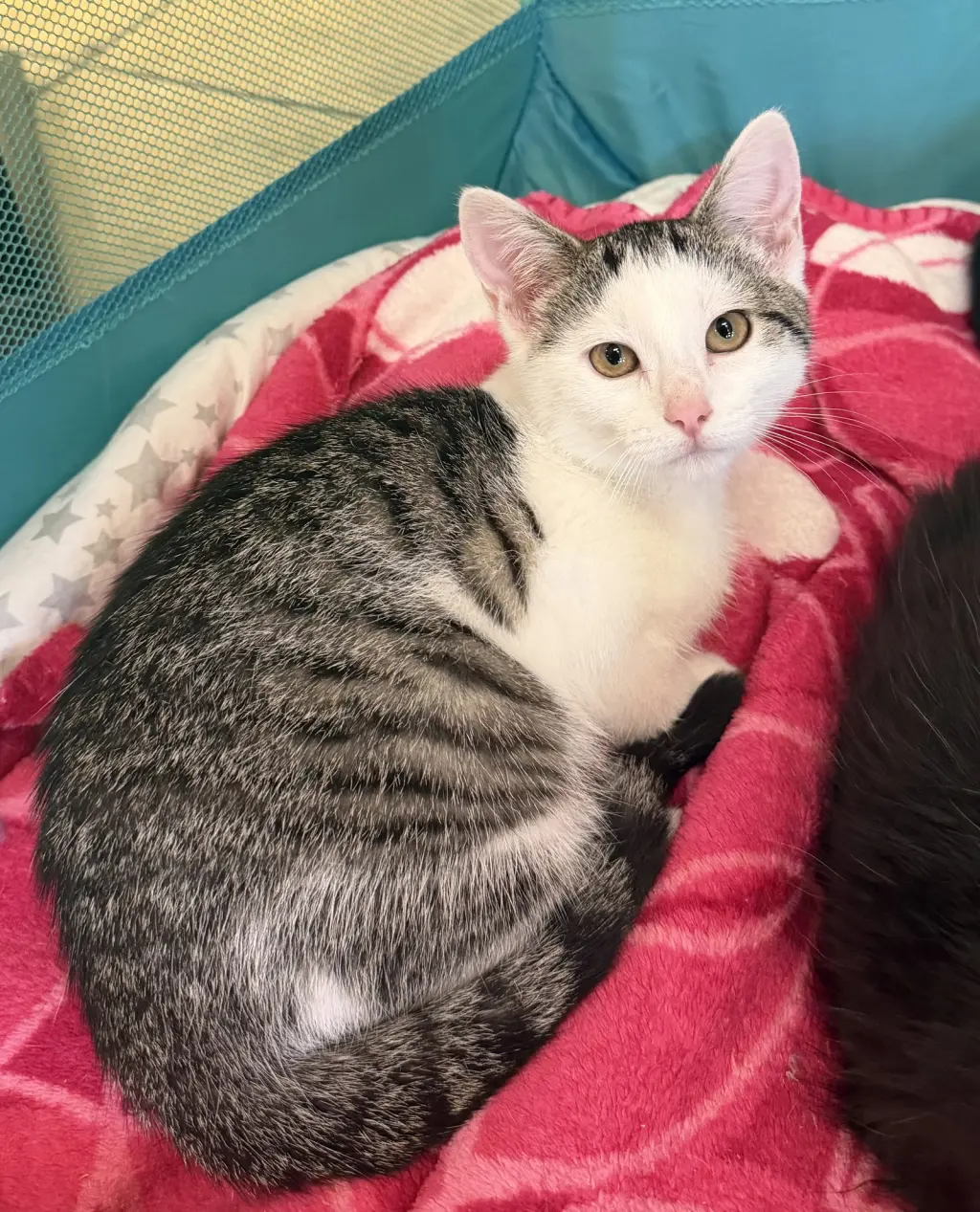 Kiki