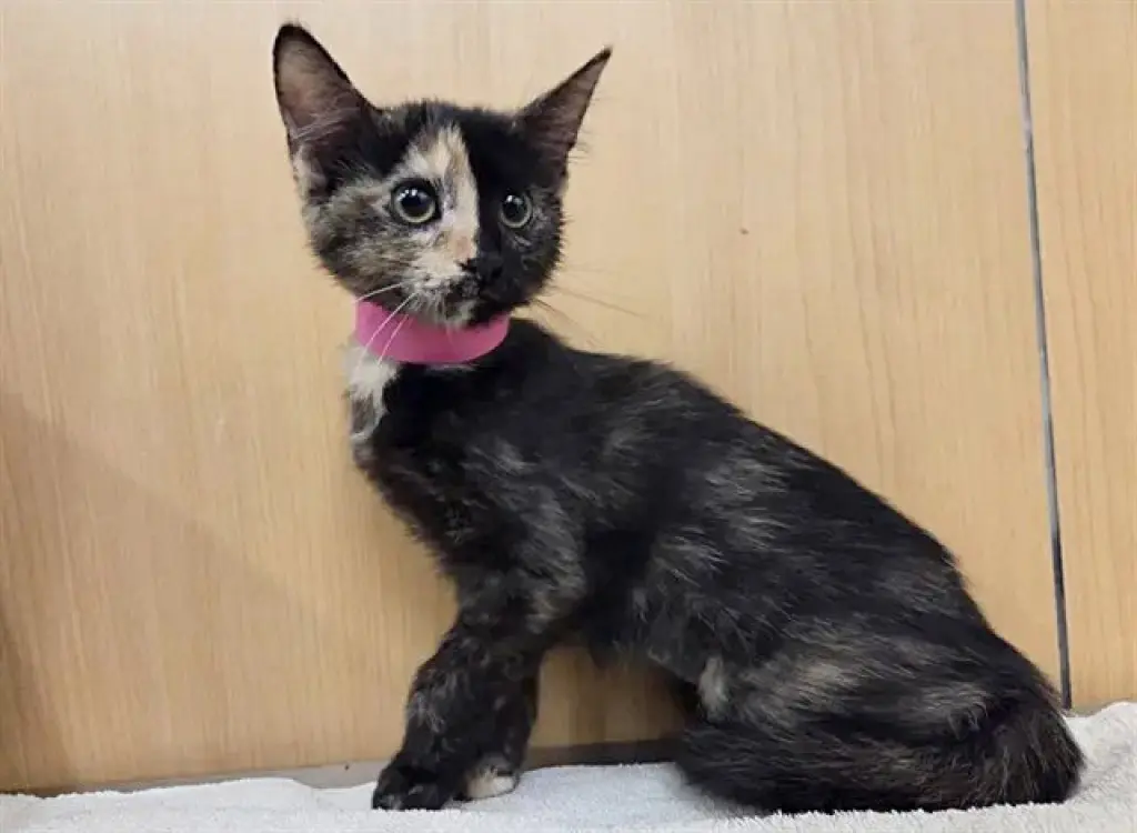 NYX
