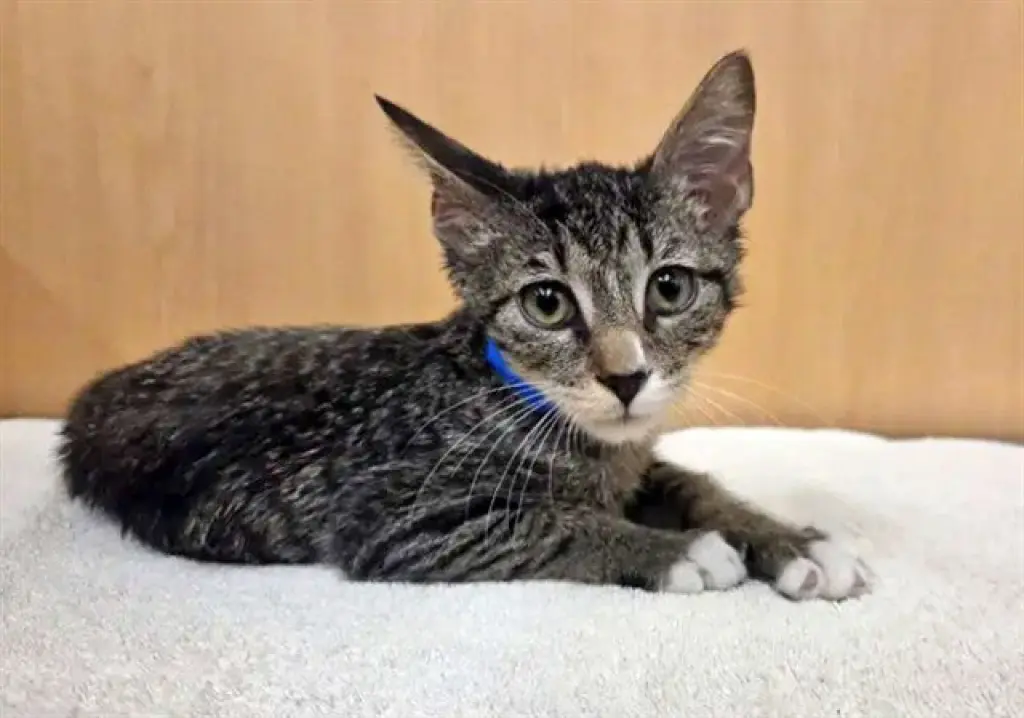 CYBORG