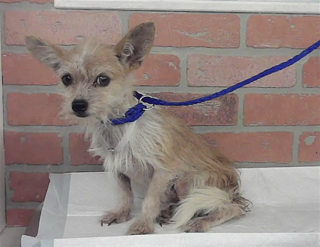 CHICO