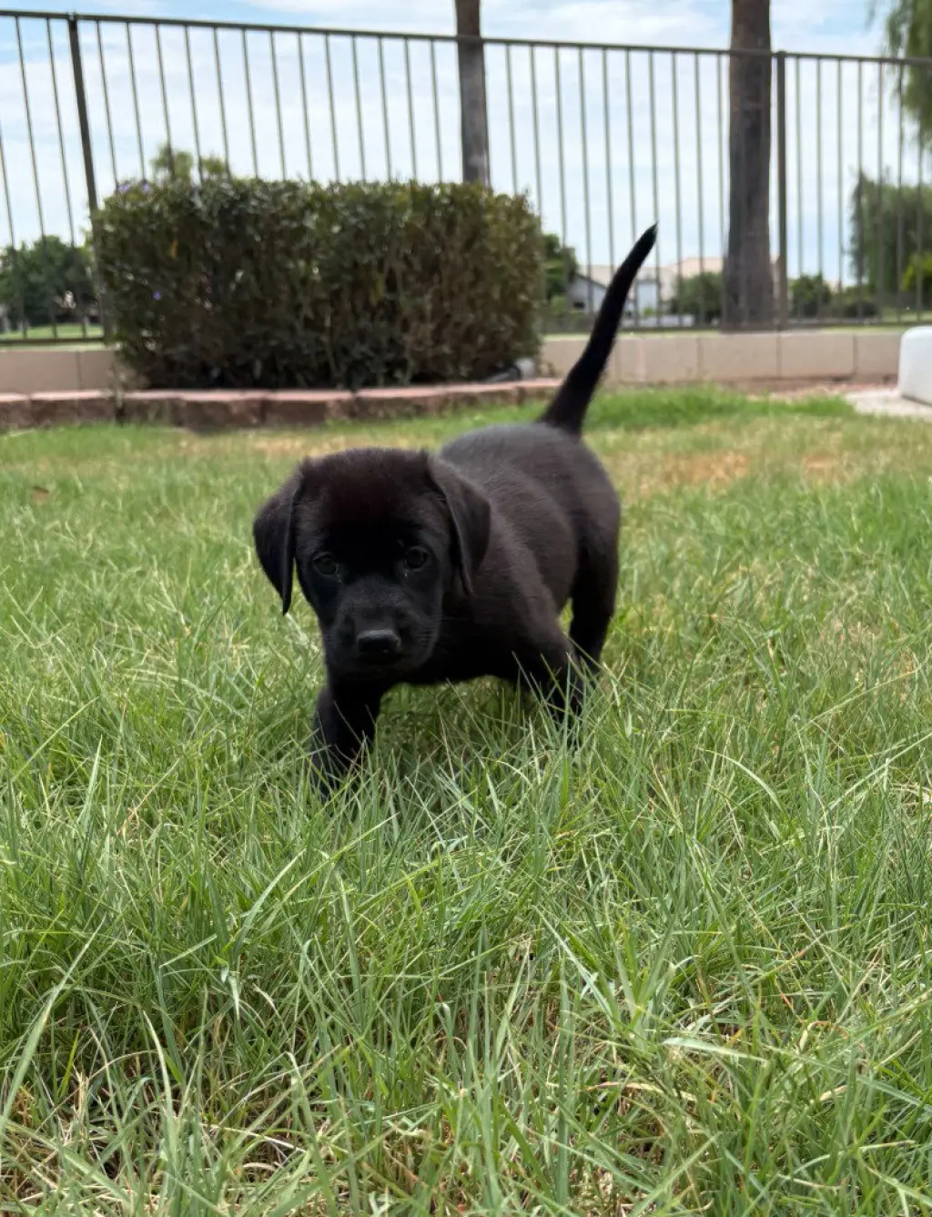 Ferris