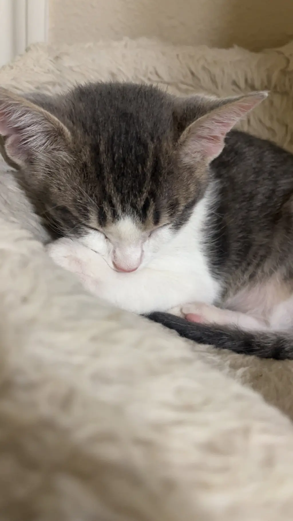 Burrito.