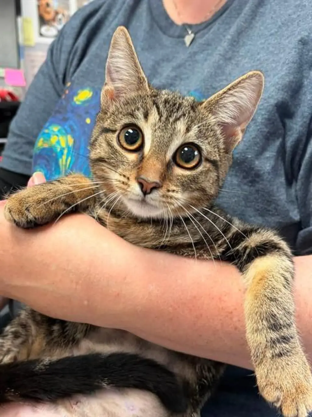 FURGIE