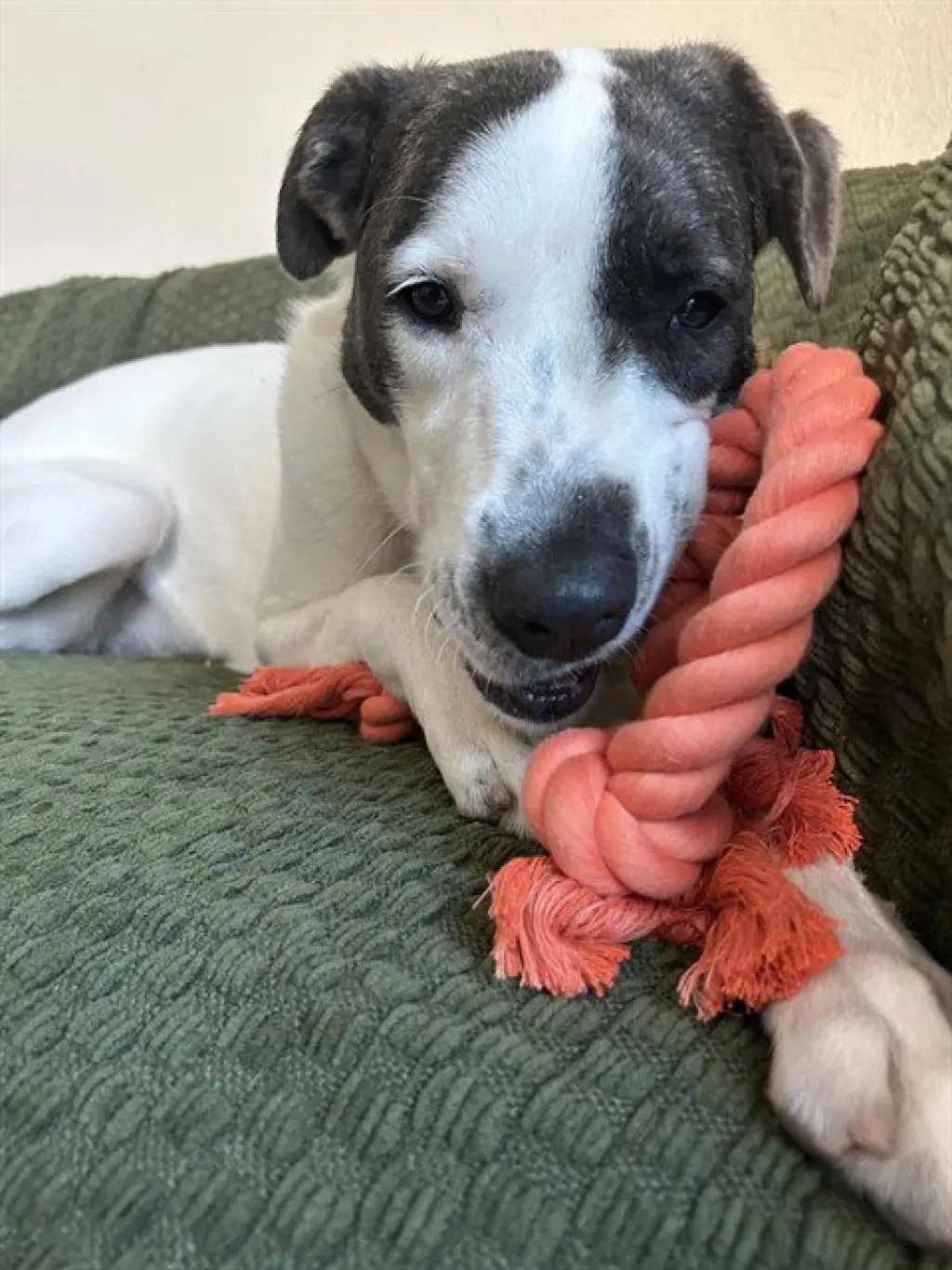 CHLOE