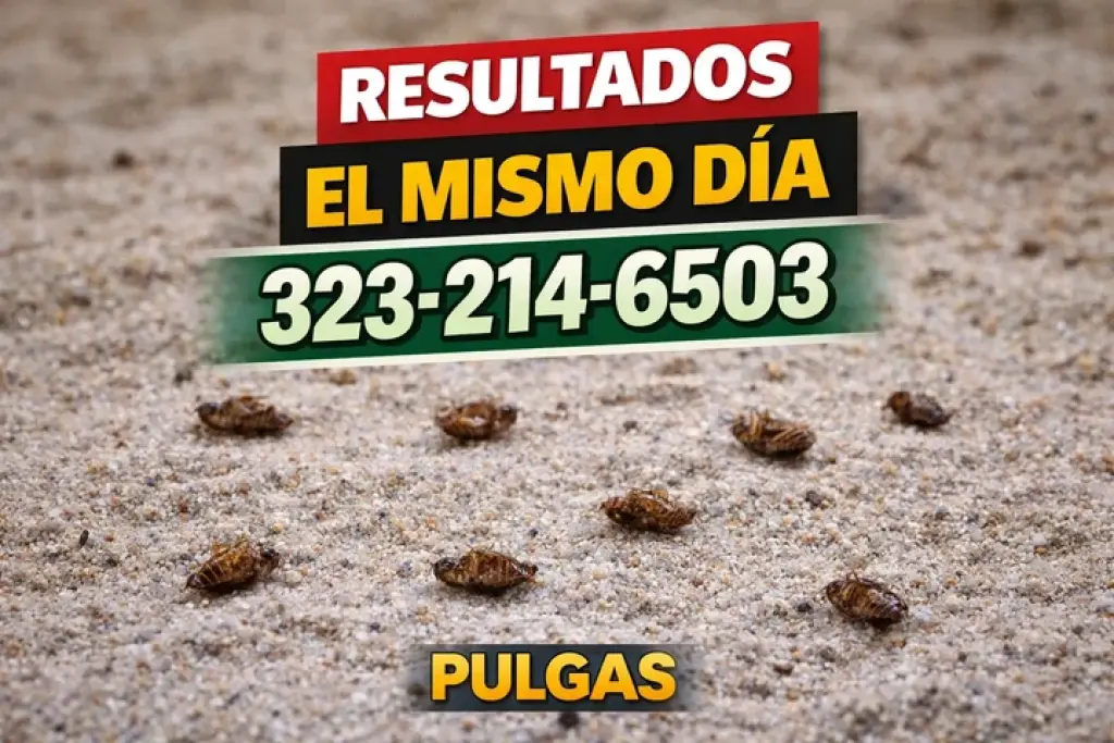 FUMIGACION ECONOMICA $50