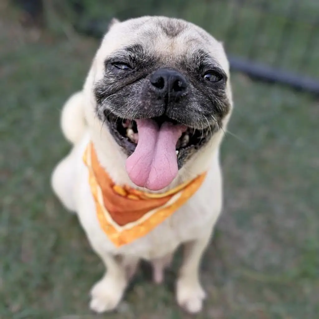RAMONA