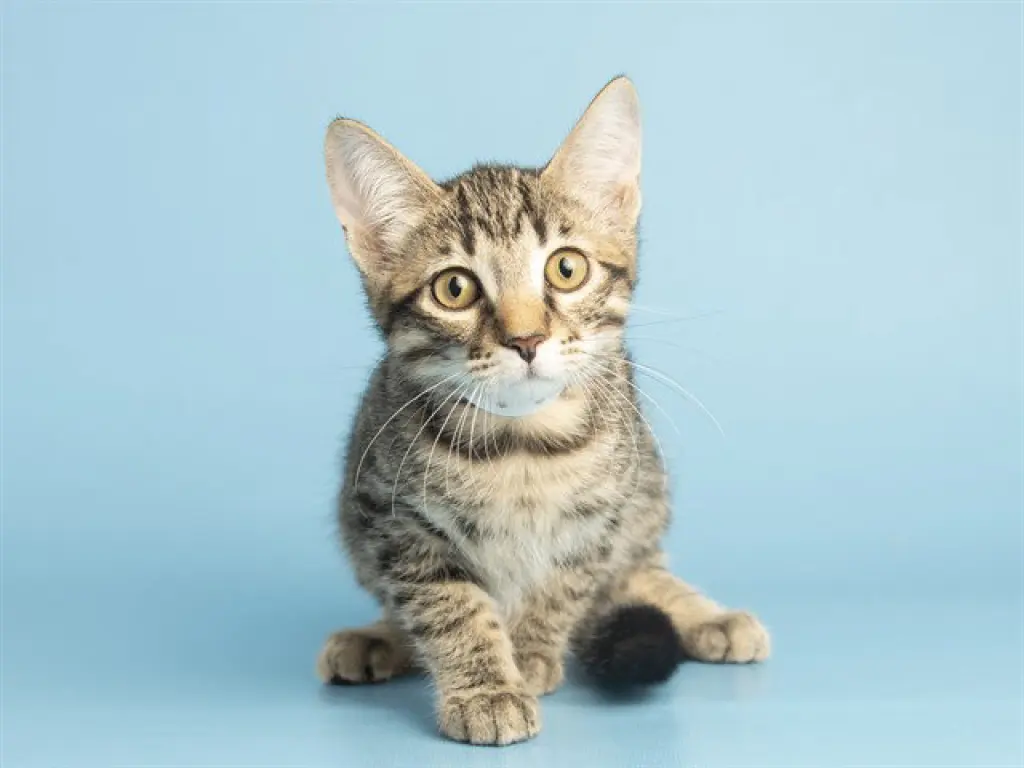 MEOWTIN