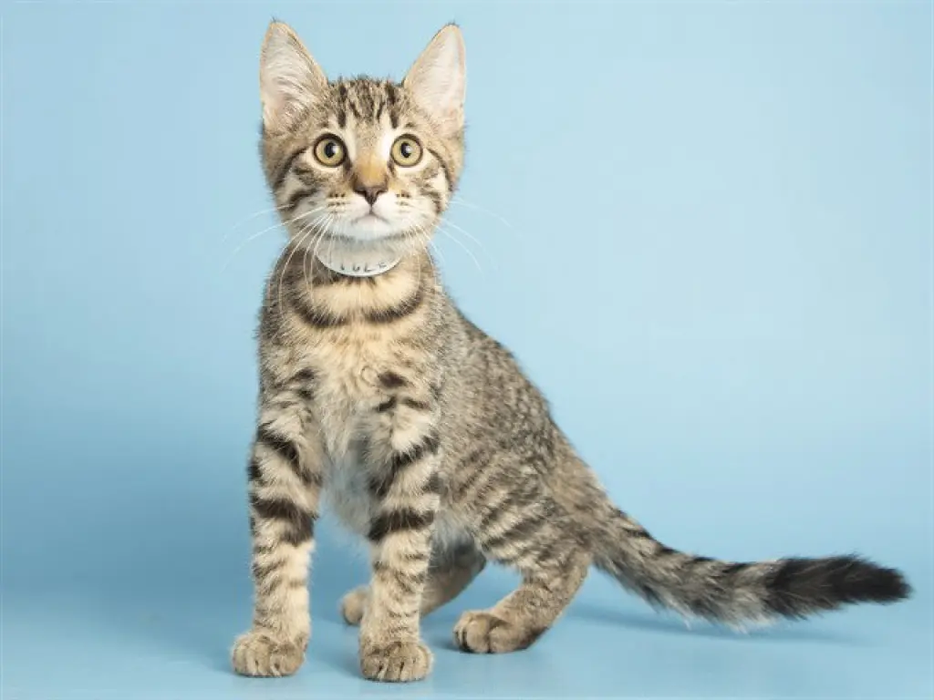 PURRCY