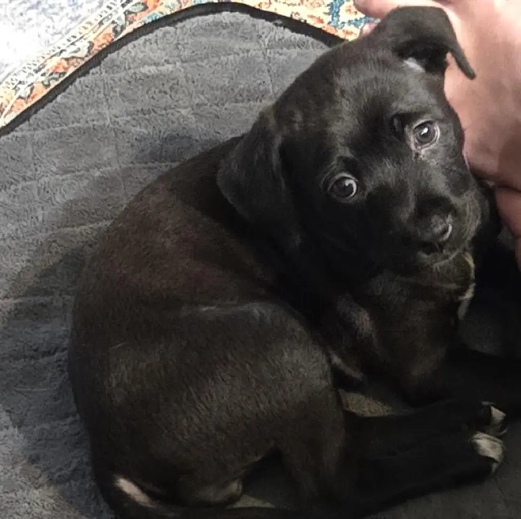MAGGIE