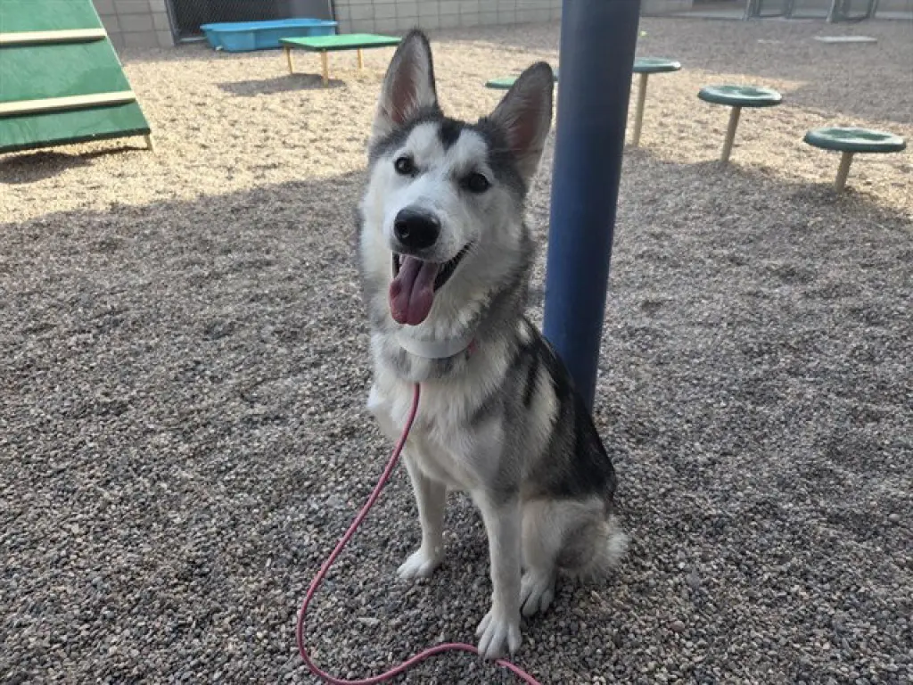 KODA