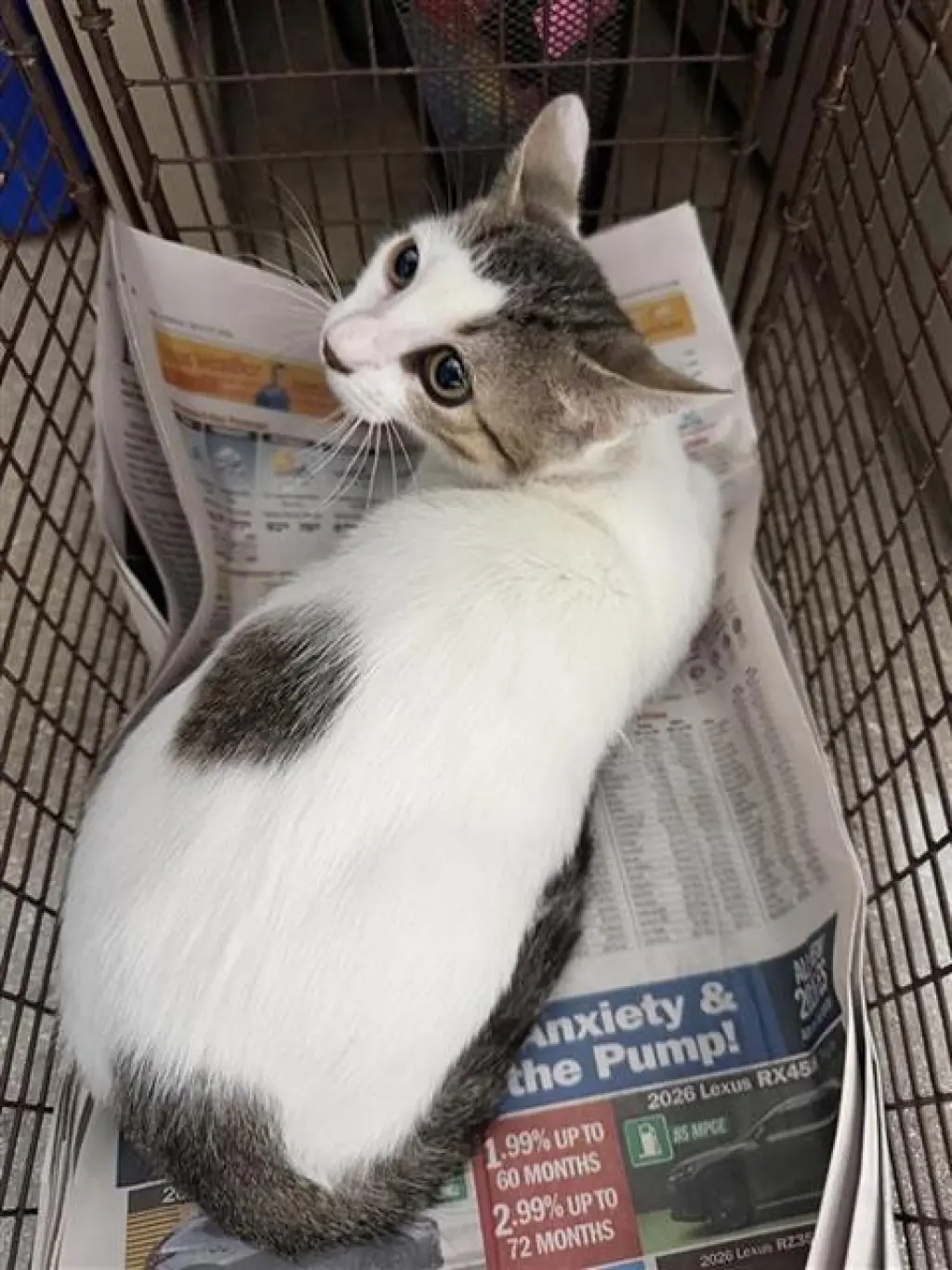 BLANCA