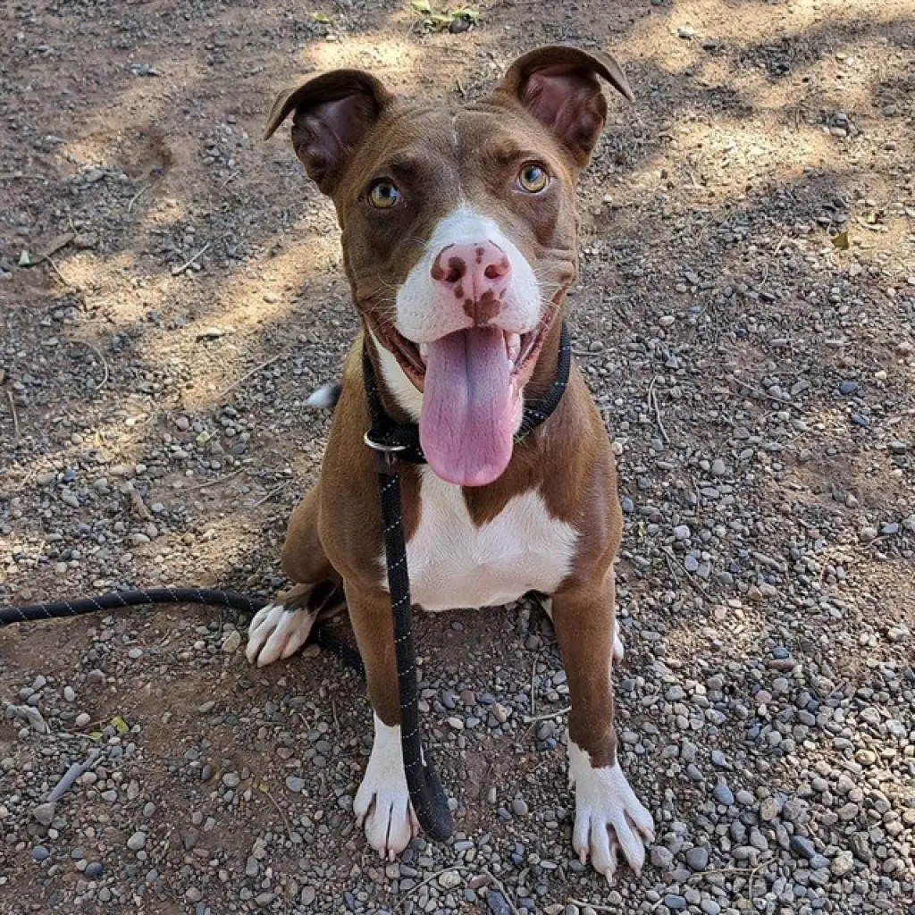 DAKOTA