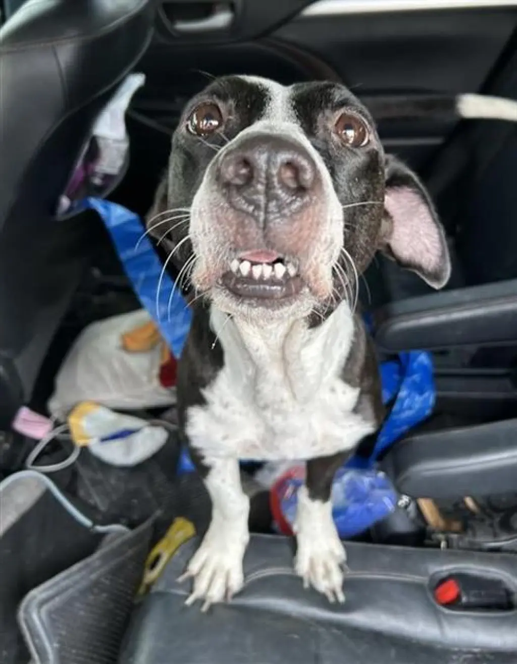 CLARABELLE