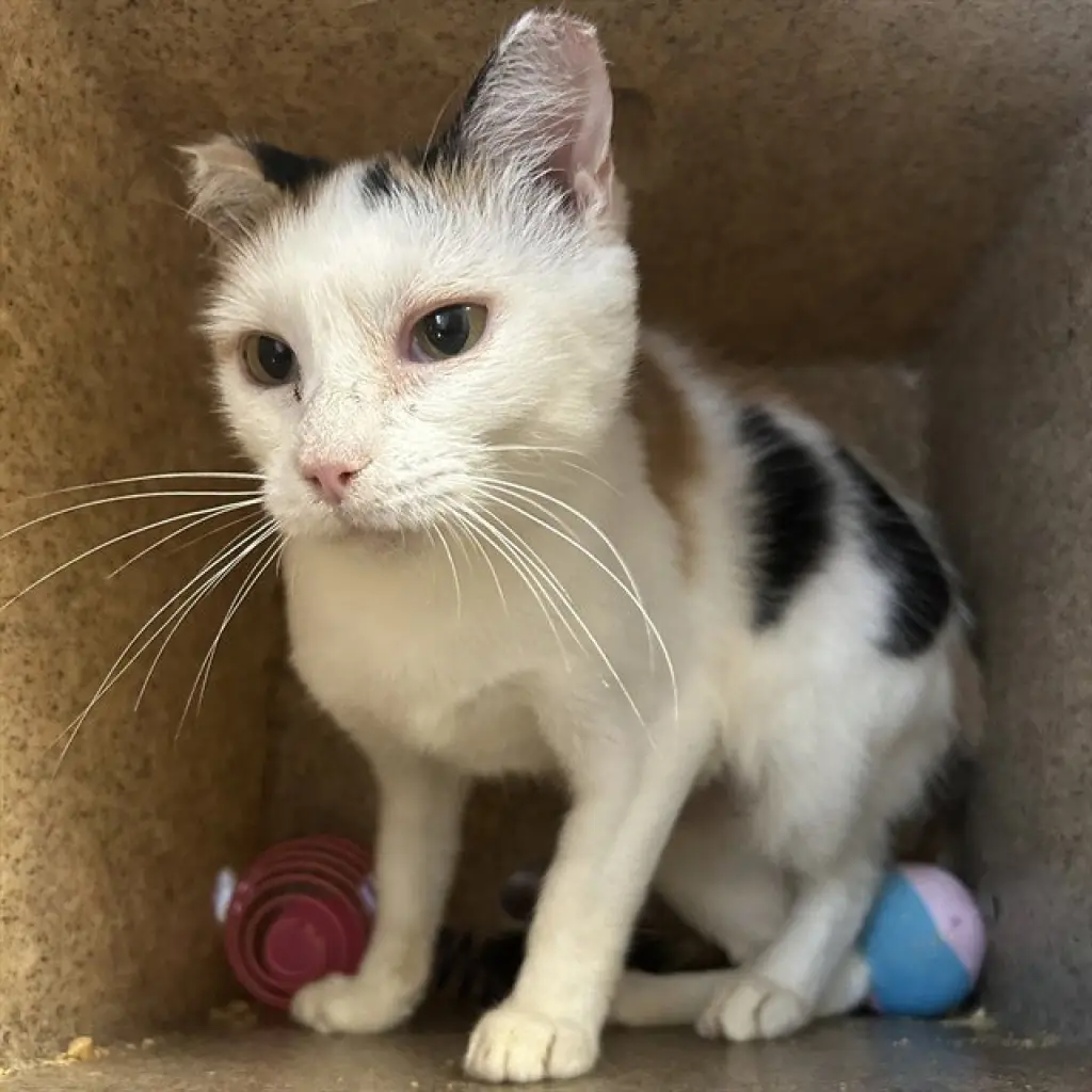 THIMBLE