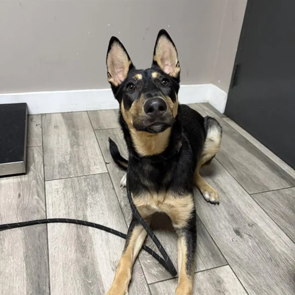 BLITZEN