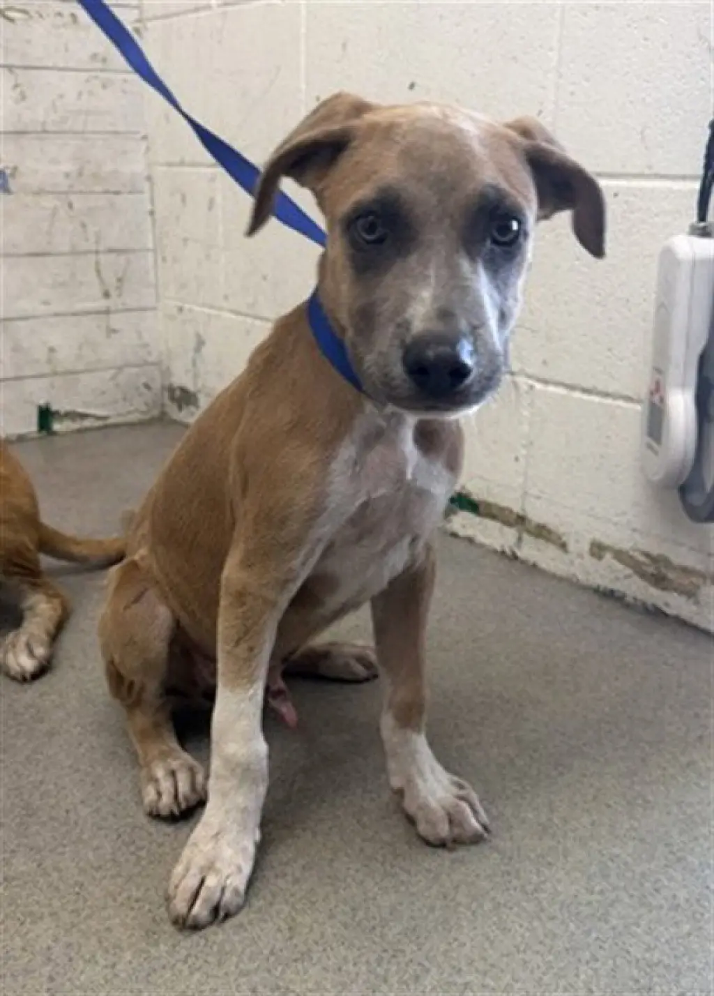 CHOCO