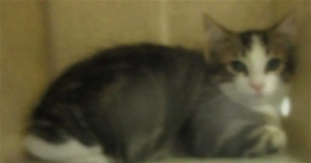 A478868