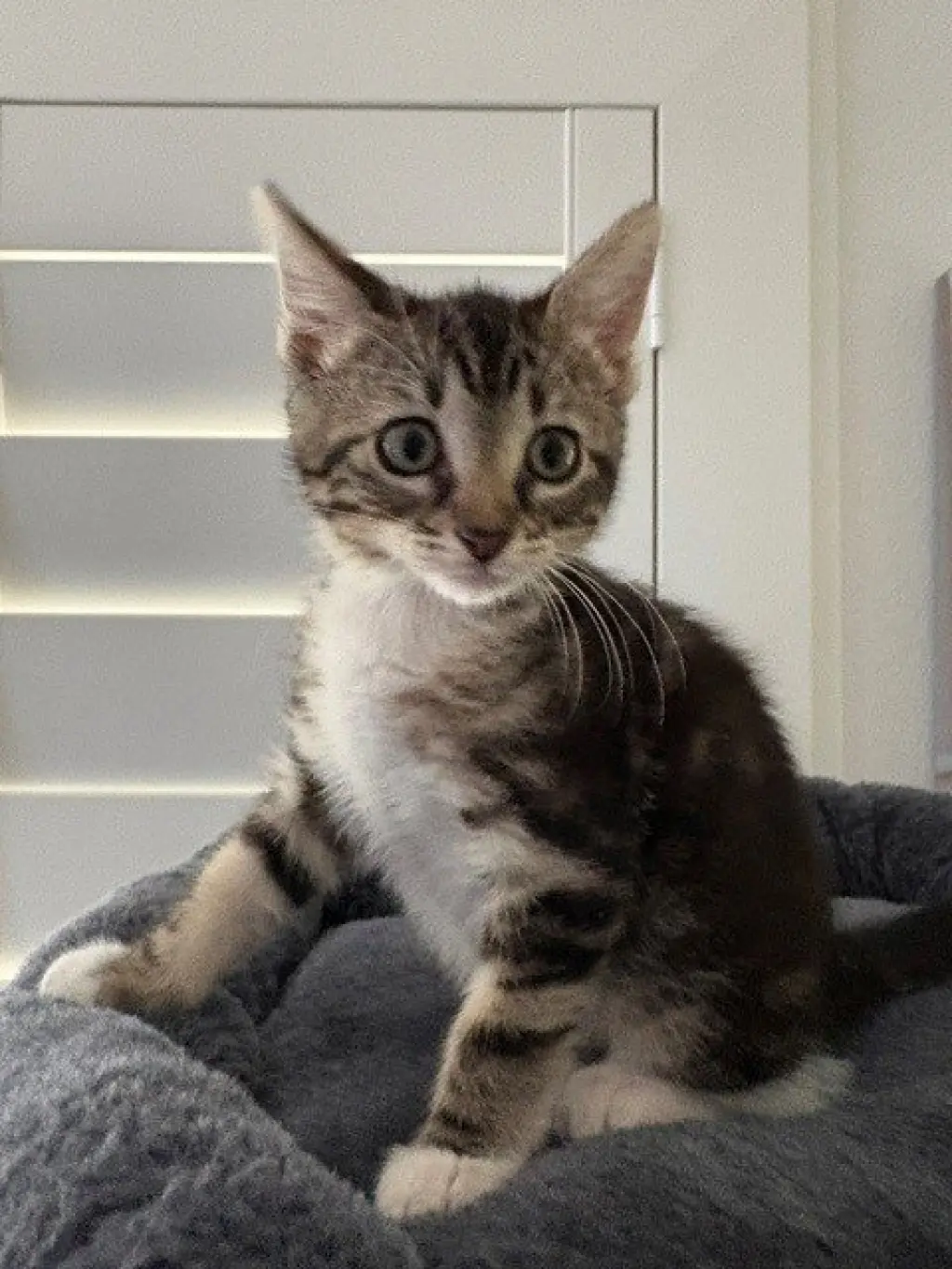 SCOUT
