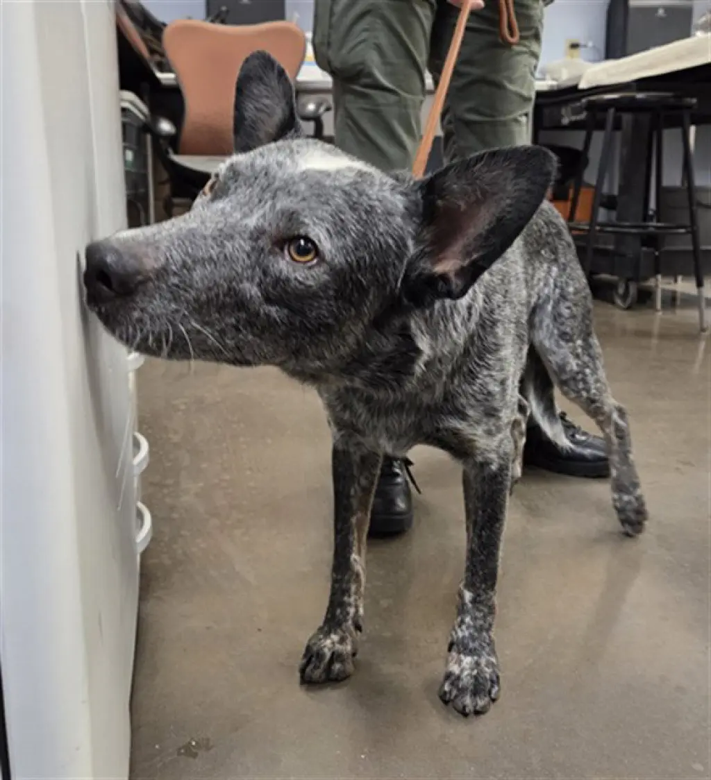 JAX