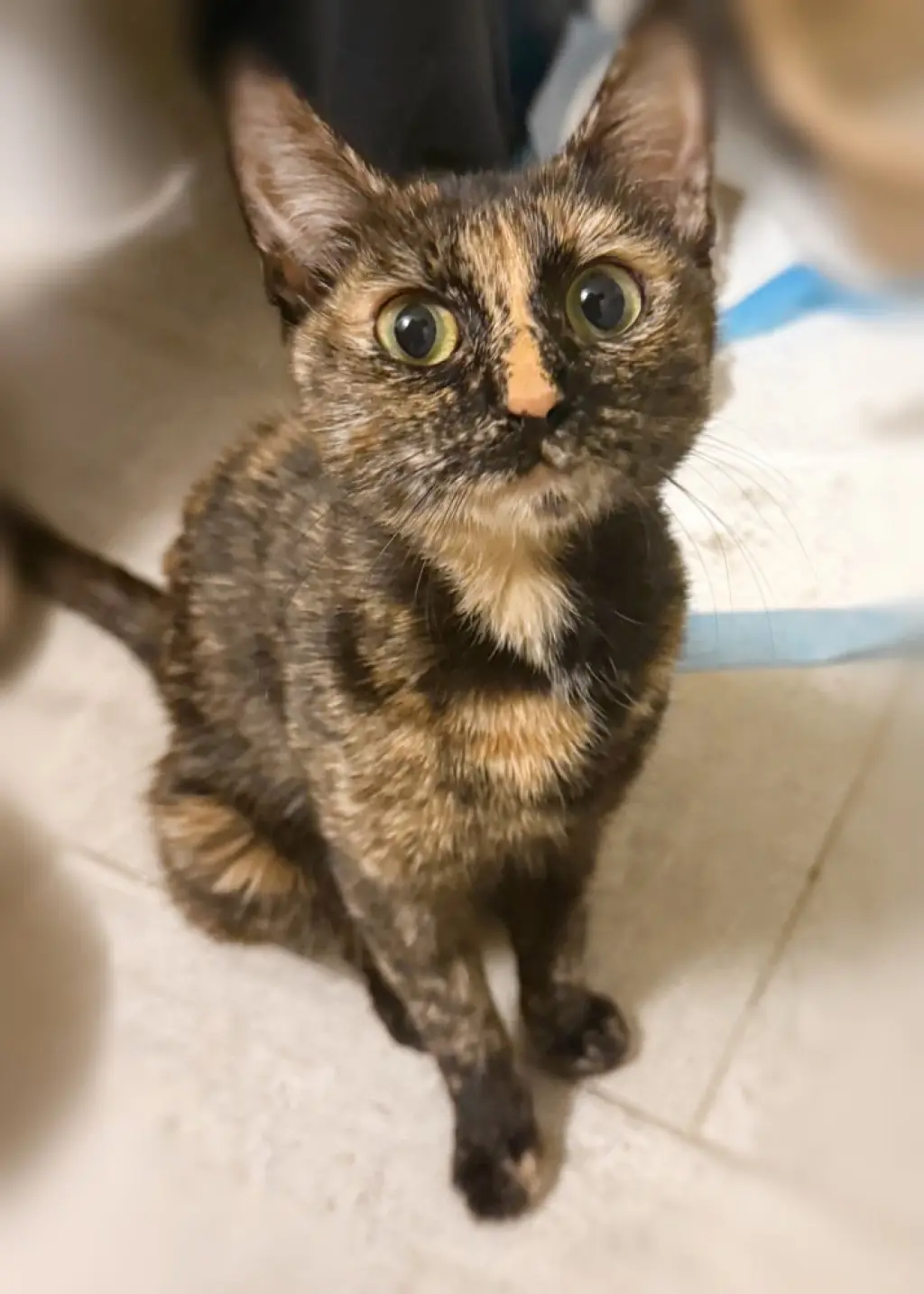 Willow