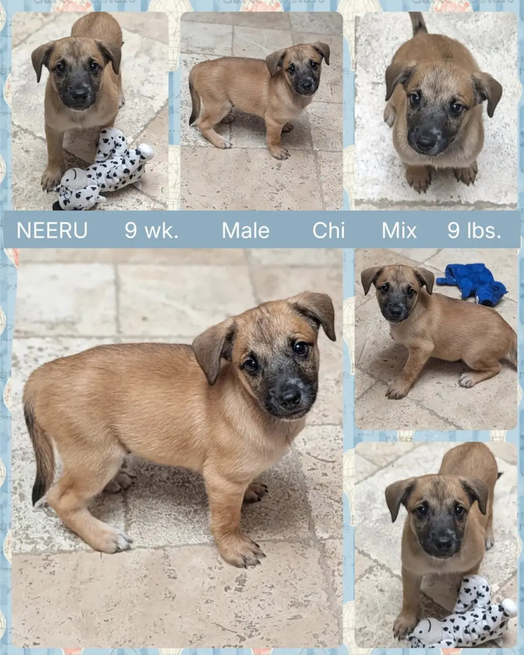 NEERU