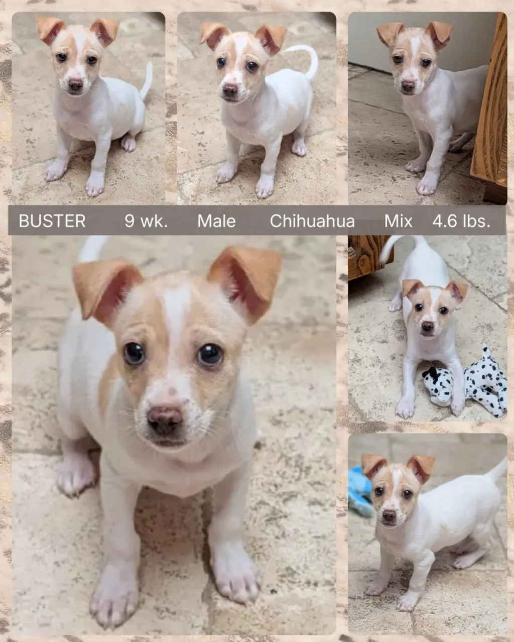 BUSTER