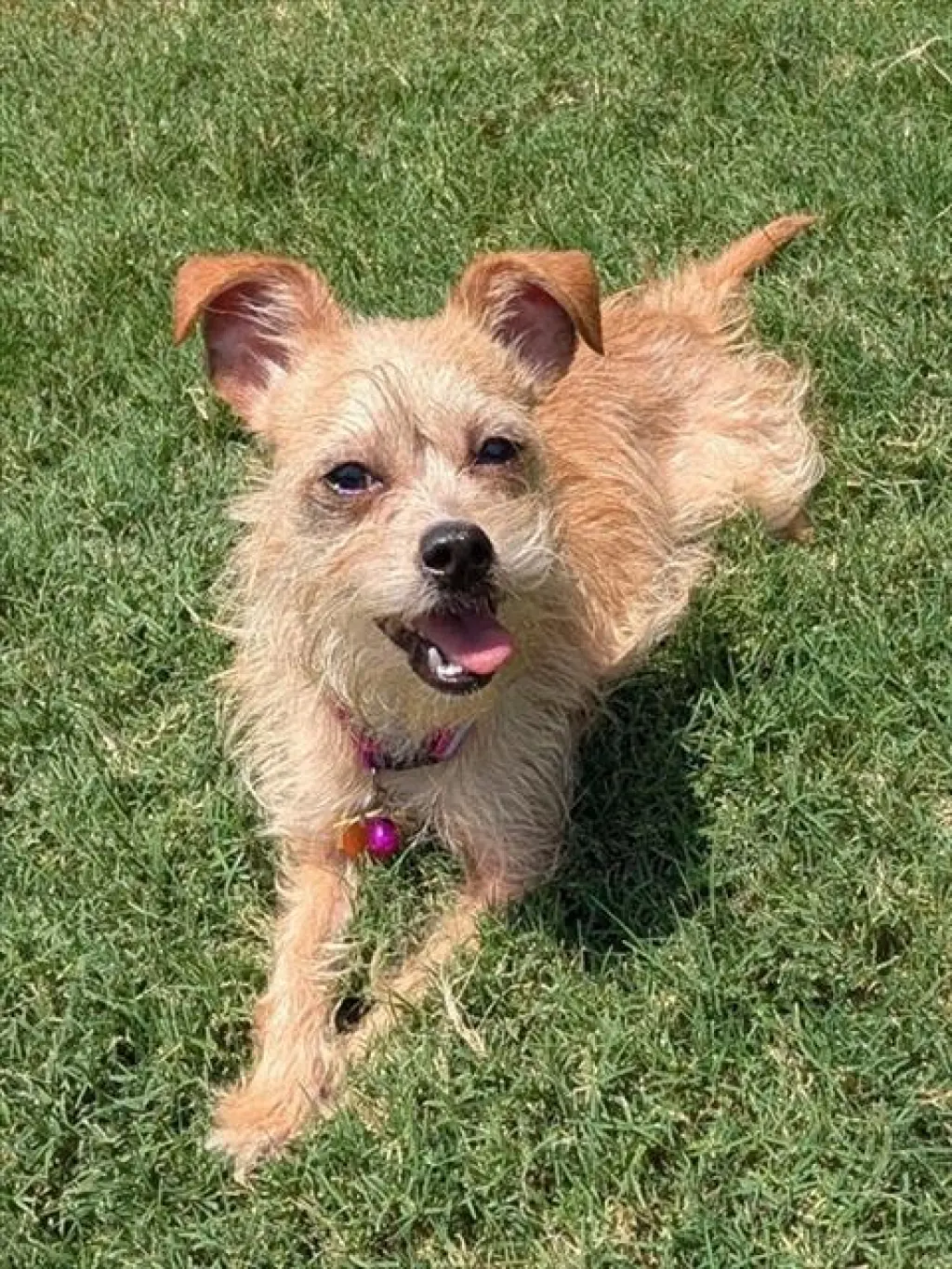 GIGI