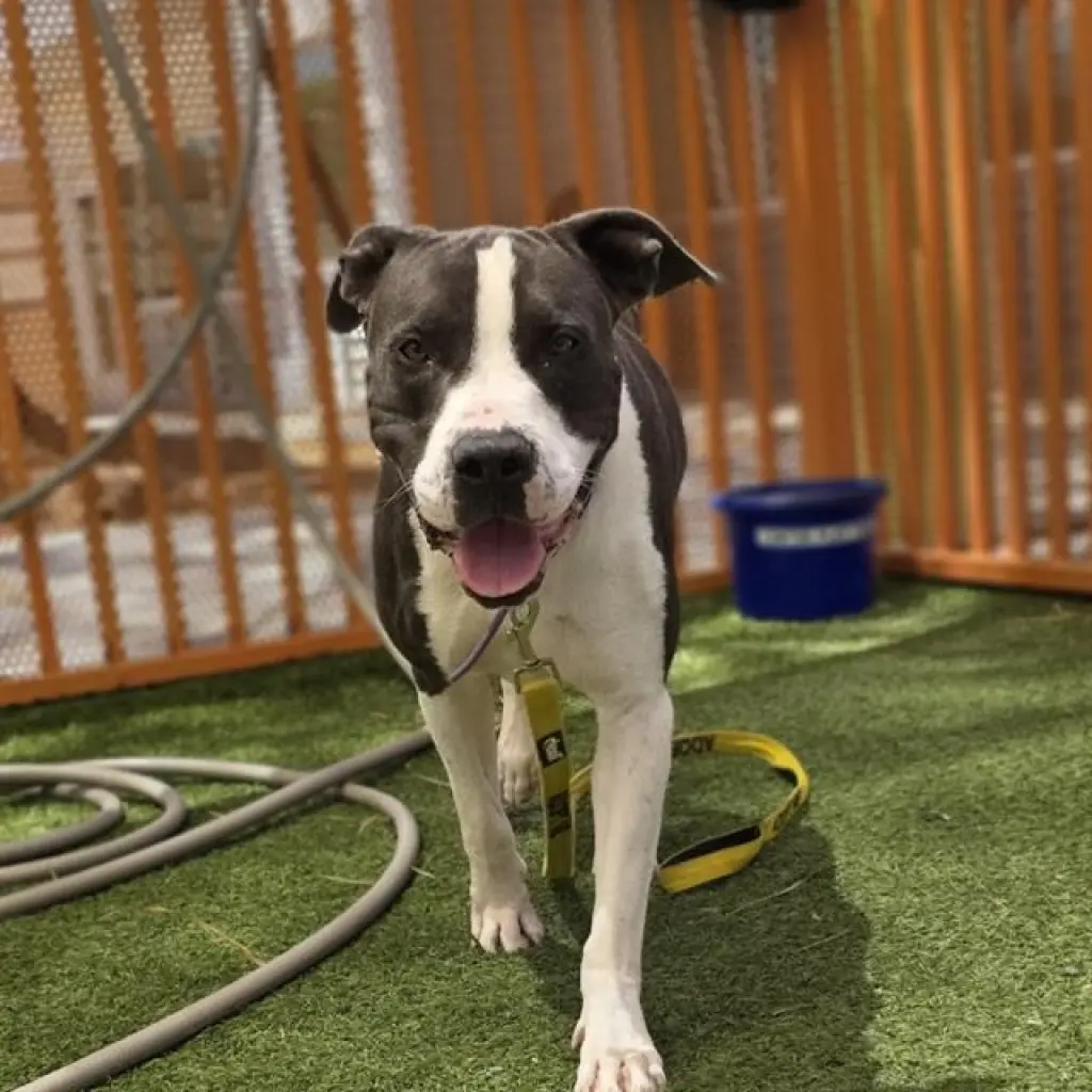 ZEUS