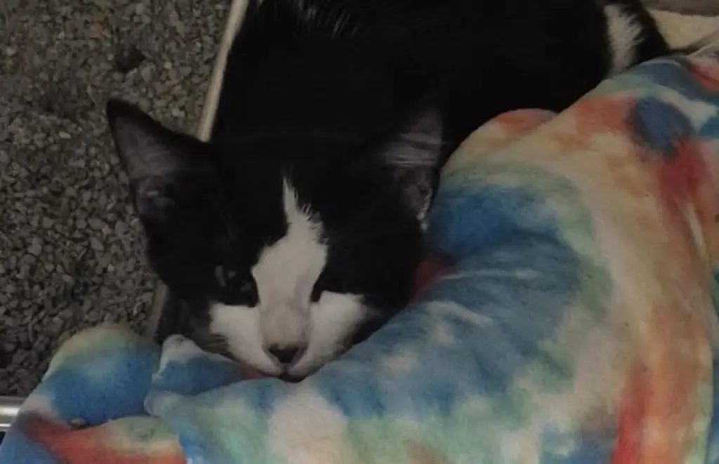 SAMPSON