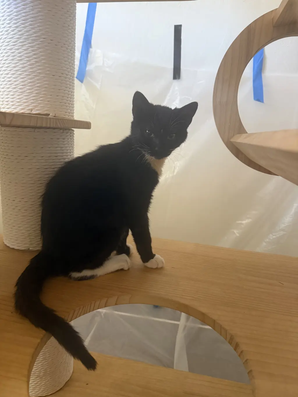 Rico (Courtesy Post)