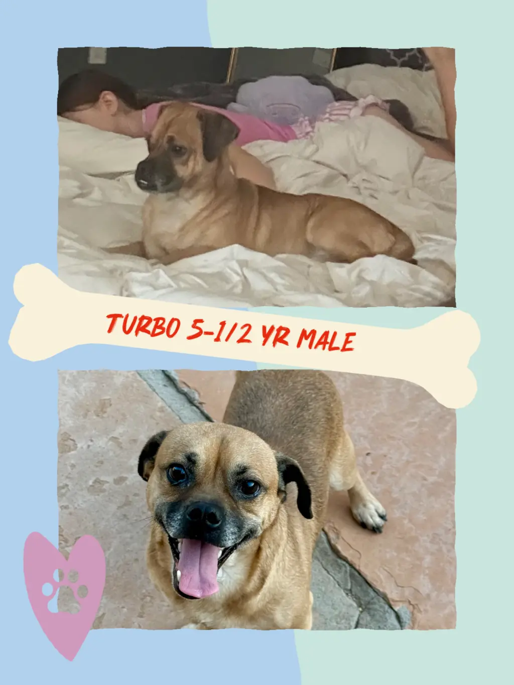 TURBO  – 5 -1/2 YEAR MALE PUGGLE