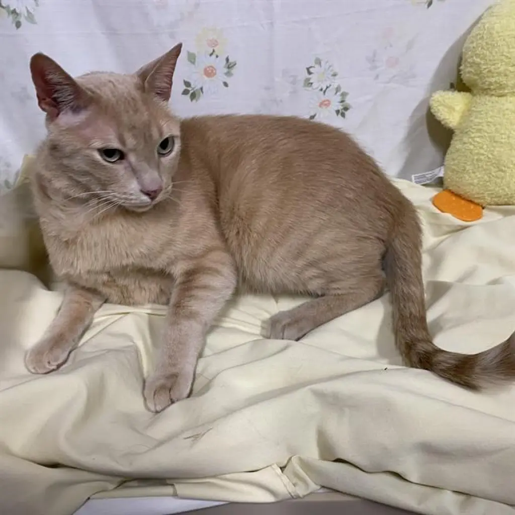 GARFIELD