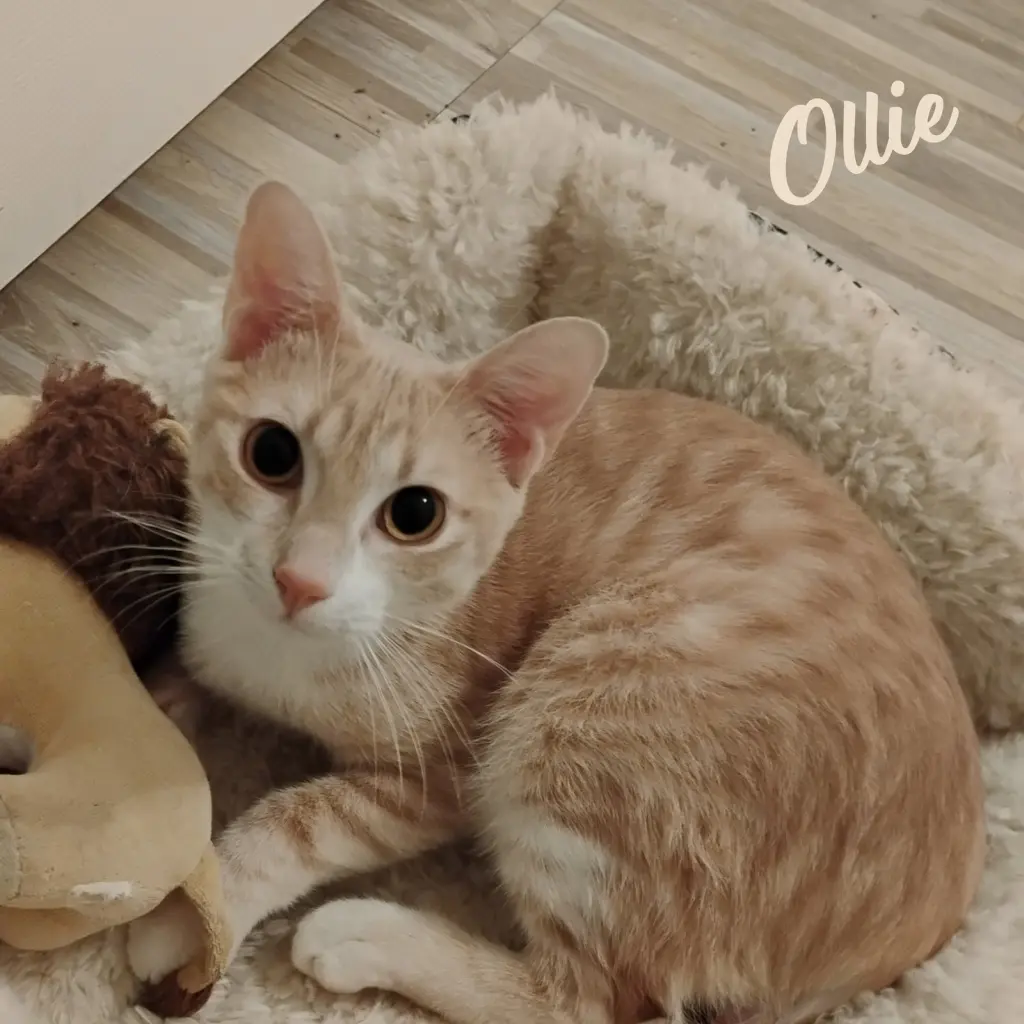 Ollie #stubby-tailed