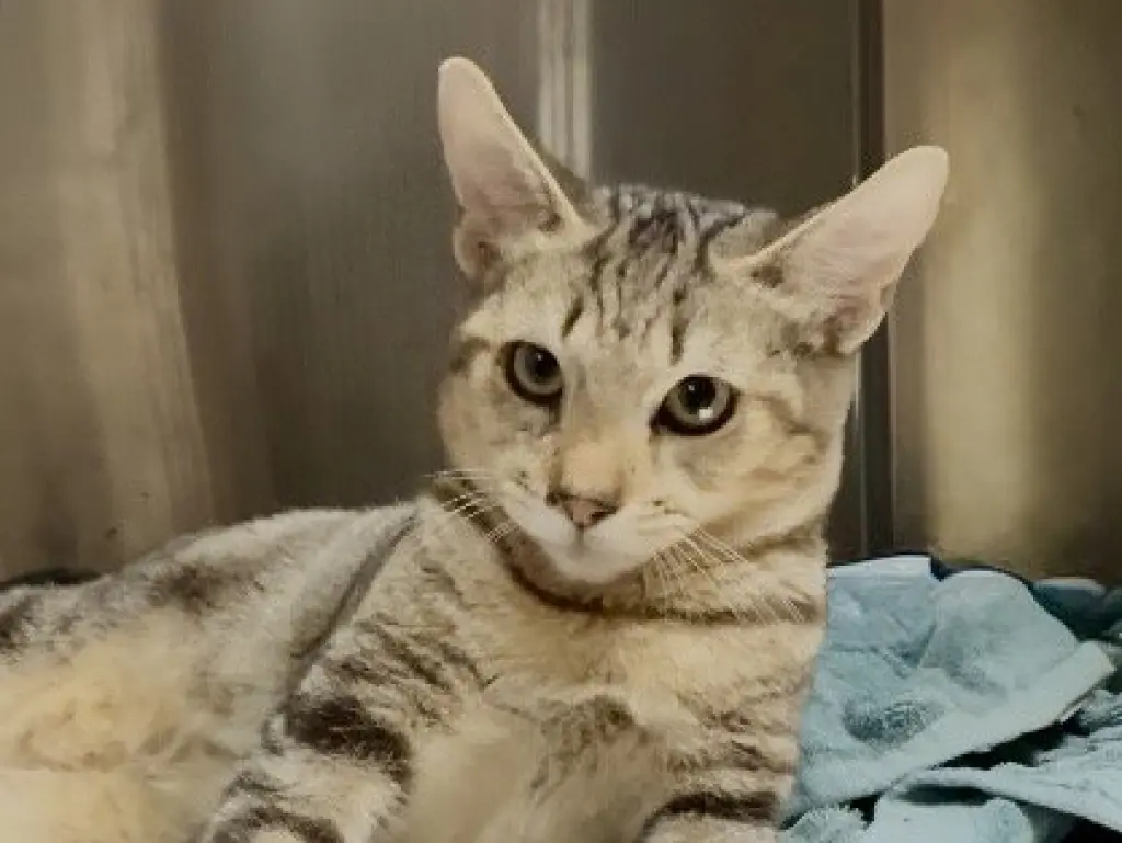 MOWGLI