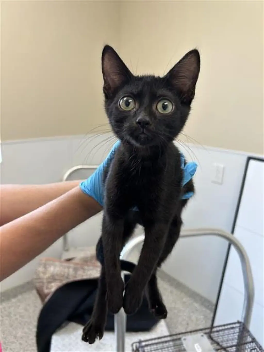 ASTER