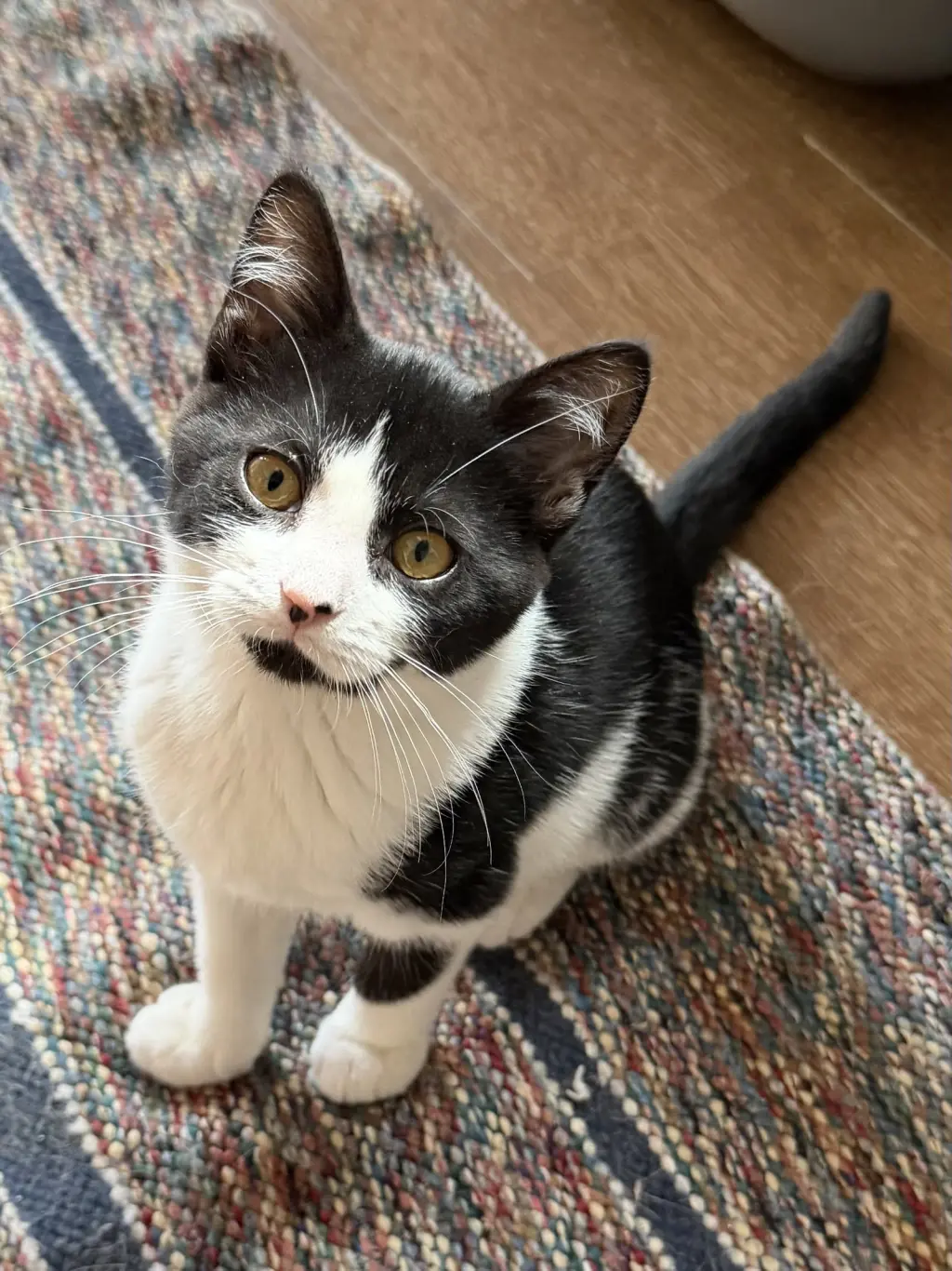 Rachel (foster cat)