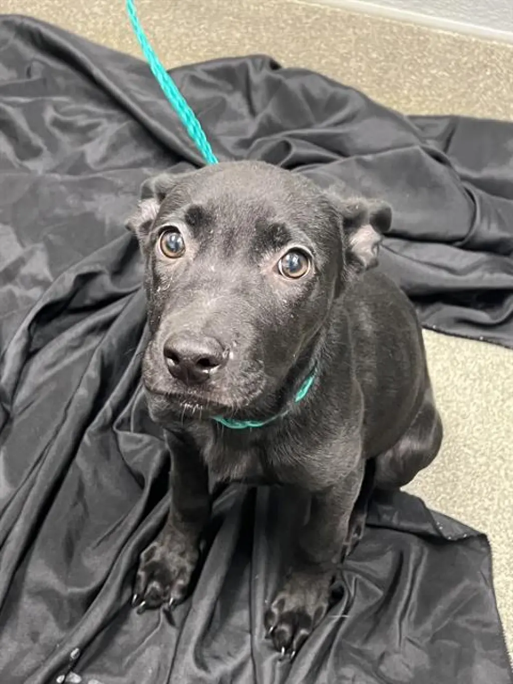 LULU