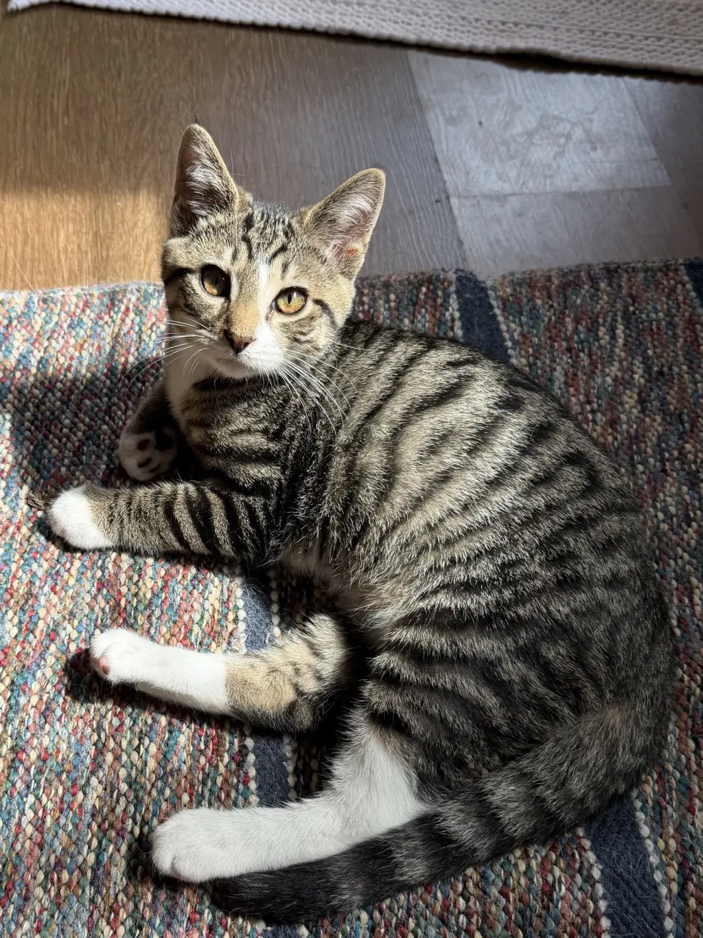 Jonah (foster cat)