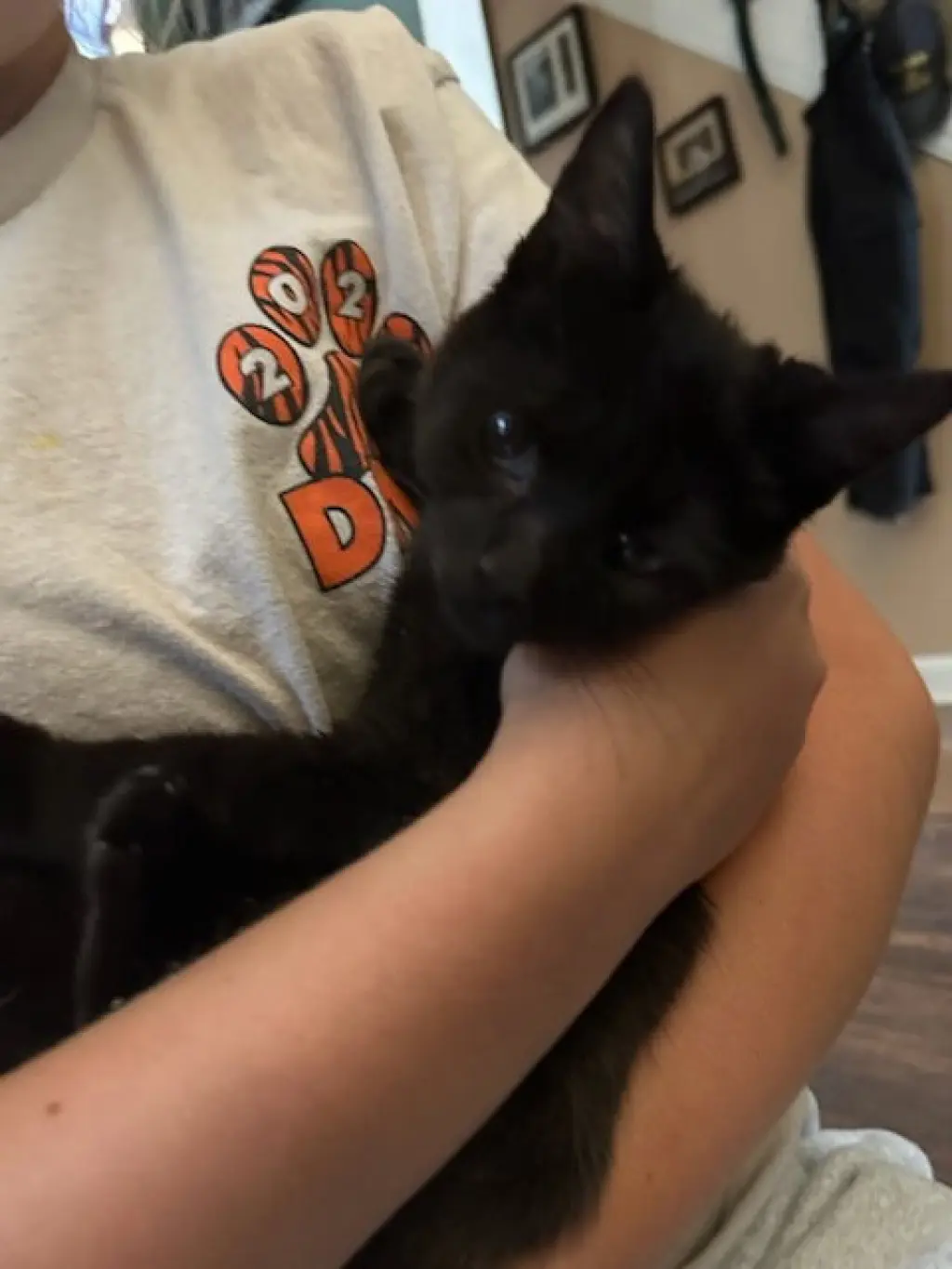 Twyla's Chloe KITTEN
