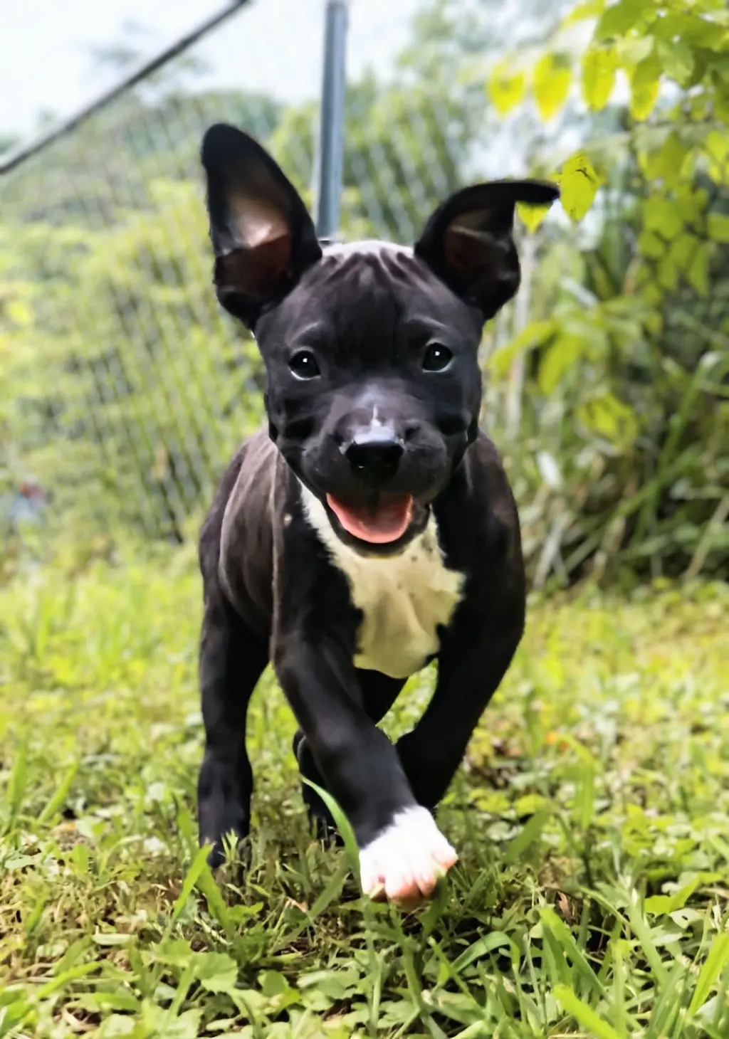 Boscoe - UP & COMING