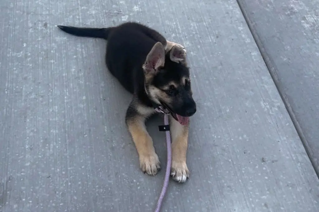 Damien