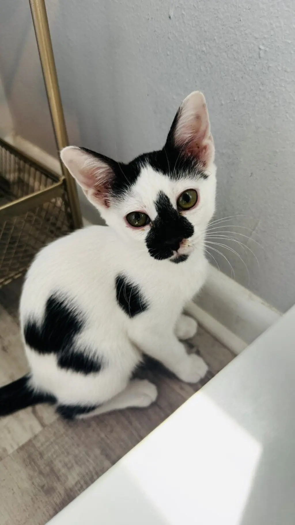 Pepper